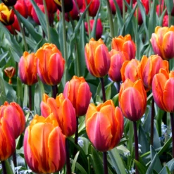 Tulip 'Princess Irene' -UK Garden Plants Shop tulip princess irene 3 8a4f7fbf b2d1 4e96 8cbc da8b9c447358