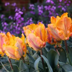 Tulip 'Princess Irene Parrot' -UK Garden Plants Shop tulip princess irene parrot 00 scaled