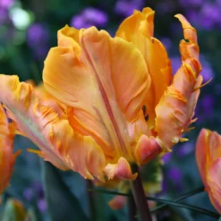 Tulip 'Princess Irene Parrot'