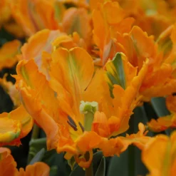 Tulip 'Princess Irene Parrot' -UK Garden Plants Shop tulip princess irene parrot 2