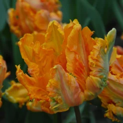 Tulip 'Princess Irene Parrot' -UK Garden Plants Shop tulip princess irene parrot 3