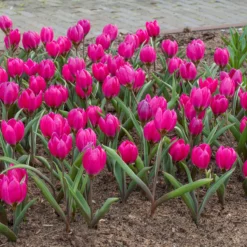 Tulip Pulchella Violacea -UK Garden Plants Shop tulip pulchella violacea 2