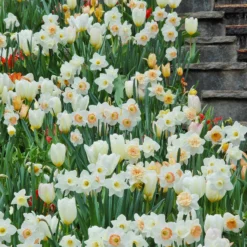 Tulip 'White Emperor' -UK Garden Plants Shop tulip purissima 1