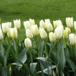 Tulip 'White Emperor' -UK Garden Plants Shop tulip purissima 10
