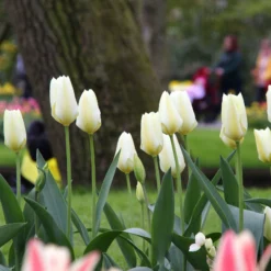 Tulip 'White Emperor' -UK Garden Plants Shop tulip purissima 1 1efdcc82 83e0 453f a5ce 47a96ac8ed25