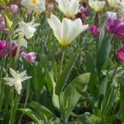 Tulip 'White Emperor' -UK Garden Plants Shop tulip purissima 2