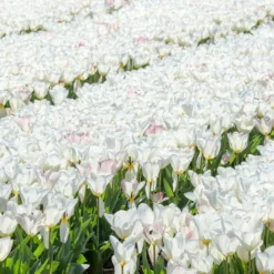 Tulip 'White Emperor' -UK Garden Plants Shop tulip purissima 3