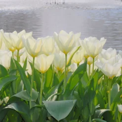 Tulip 'White Emperor' -UK Garden Plants Shop tulip purissima 4