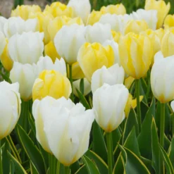 Tulip 'White Emperor' -UK Garden Plants Shop tulip purissima 6