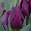 Tulip 'Purple Lady' -UK Garden Plants Shop tulip purple lady 1