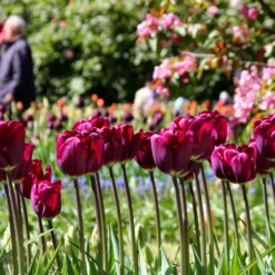 Tulip 'Purple Lady' -UK Garden Plants Shop tulip purple lady 1 006b6201 d652 40c4 a689 58f0e0102777