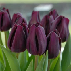 Tulip 'Purple Lady' -UK Garden Plants Shop tulip purple lady 2