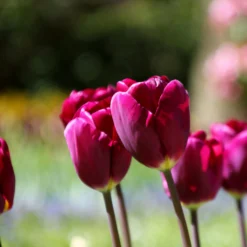Tulip 'Purple Lady' -UK Garden Plants Shop tulip purple lady 2 5e4938fe 2713 4456 9130 eaea45c226d2