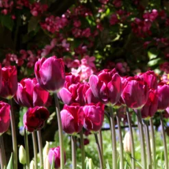 Tulip 'Purple Lady' -UK Garden Plants Shop tulip purple lady 3 58c8184c 5352 4c8b ad4c 4715267c6c9b
