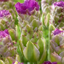 Tulip 'Purple Tower' -UK Garden Plants Shop tulip purple tower 0