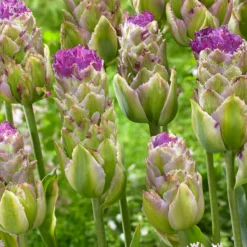 Tulip 'Purple Tower' -UK Garden Plants Shop tulip purple tower 2