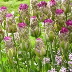 Tulip 'Purple Tower' -UK Garden Plants Shop tulip purple tower 3