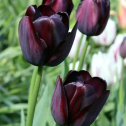 Tulip 'Queen Of Night' -UK Garden Plants Shop tulip queen of night 0 scaled