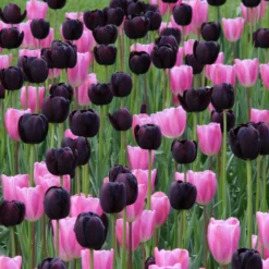 Tulip 'Queen Of Night' -UK Garden Plants Shop tulip queen of night 10