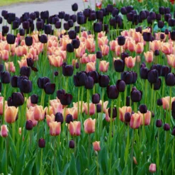 Tulip 'Queen Of Night' -UK Garden Plants Shop tulip queen of night 2
