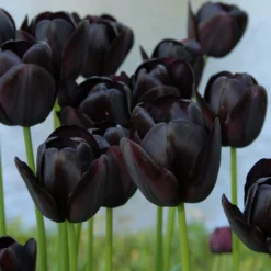 Tulip Collection 'Night & Day' -UK Garden Plants Shop tulip queen of night