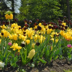 Tulip 'Queen Of Night' -UK Garden Plants Shop tulip queen of night 3