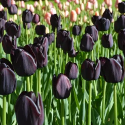 Tulip 'Queen Of Night' -UK Garden Plants Shop tulip queen of night 4
