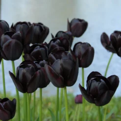 Tulip 'Queen Of Night' -UK Garden Plants Shop tulip queen of night 5