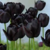 Tulip 'Queen Of Night' -UK Garden Plants Shop tulip queen of night 8