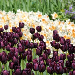 Tulip 'Queen Of Night' -UK Garden Plants Shop tulip queen of night 9