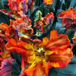 Tulip 'Rasta Parrot' -UK Garden Plants Shop tulip rasta parrot 1 scaled