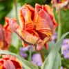 Tulip 'Rasta Parrot' 1 Tulip 'Rasta Parrot' -UK Garden Plants Shop tulip rasta parrot 2