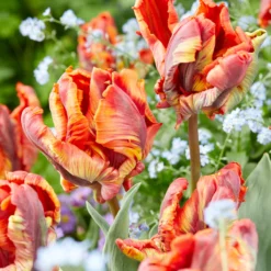 Tulip 'Rasta Parrot' -UK Garden Plants Shop tulip rasta parrot 3