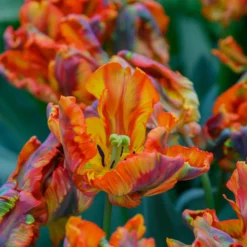 Tulip 'Rasta Parrot' -UK Garden Plants Shop tulip rasta parrot 5 scaled