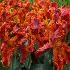 Tulip 'Rasta Parrot' -UK Garden Plants Shop tulip rasta parrot 6 scaled