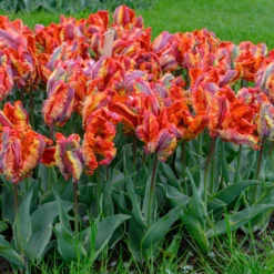 Tulip 'Rasta Parrot' -UK Garden Plants Shop tulip rasta parrot 7 scaled
