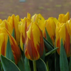 Tulip 'Ravana' -UK Garden Plants Shop tulip ravana 1