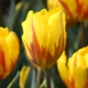 Tulip 'Ravana' -UK Garden Plants Shop tulip ravana 2