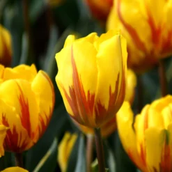 Tulip 'Ravana' -UK Garden Plants Shop tulip ravana 3 11257189 976a 40e5 9678 e3538fdd6548 scaled