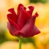 Tulip 'Red Dress' -UK Garden Plants Shop tulip red dress 1