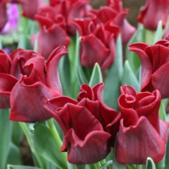 Tulip 'Red Dress' -UK Garden Plants Shop tulip red dress 1 d3366be9 9af5 4e90 89a9 800c7e8811ab scaled