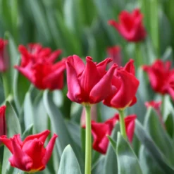 Tulip 'Red Dress' -UK Garden Plants Shop tulip red dress 2 scaled