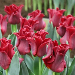 Tulip 'Red Dress' -UK Garden Plants Shop tulip red dress 2 cdc0d088 5f38 44b3 bbda da9f32c7dd64 scaled