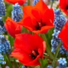 Tulip 'Red Hunter' -UK Garden Plants Shop tulip red hunter 1