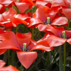Tulip 'Red Hunter' -UK Garden Plants Shop tulip red hunter 10 scaled