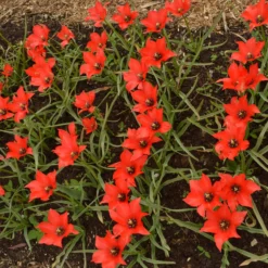Tulip 'Red Hunter' -UK Garden Plants Shop tulip red hunter 4 scaled