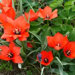 Tulip 'Red Hunter' -UK Garden Plants Shop tulip red hunter 5 scaled