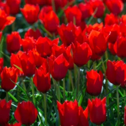 Tulip 'Red Hunter' -UK Garden Plants Shop tulip red hunter 8 scaled