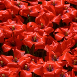 Tulip 'Red Hunter' -UK Garden Plants Shop tulip red hunter 9 scaled