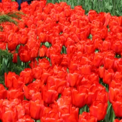 Tulip 'Red Impression' -UK Garden Plants Shop tulip red impression 1 e87c7815 2e68 4783 bf86 bac4b1c60725